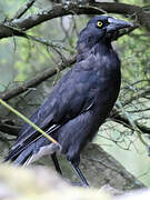 Grey Currawong