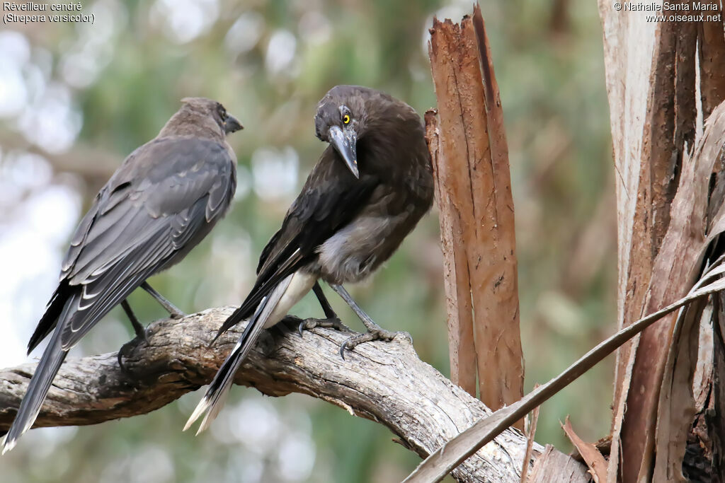 Grey Currawongadult, habitat