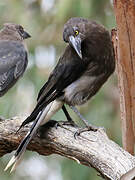 Grey Currawong