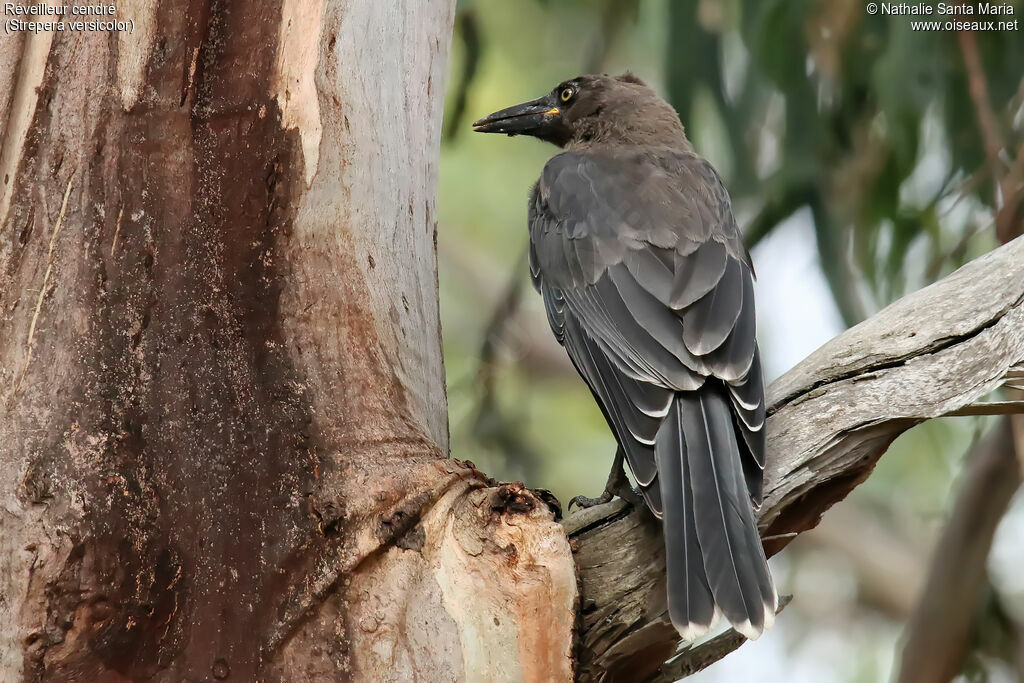 Grey Currawongjuvenile, habitat