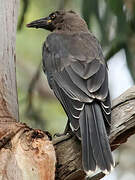 Grey Currawong