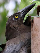 Grey Currawong