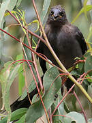 Grey Currawong