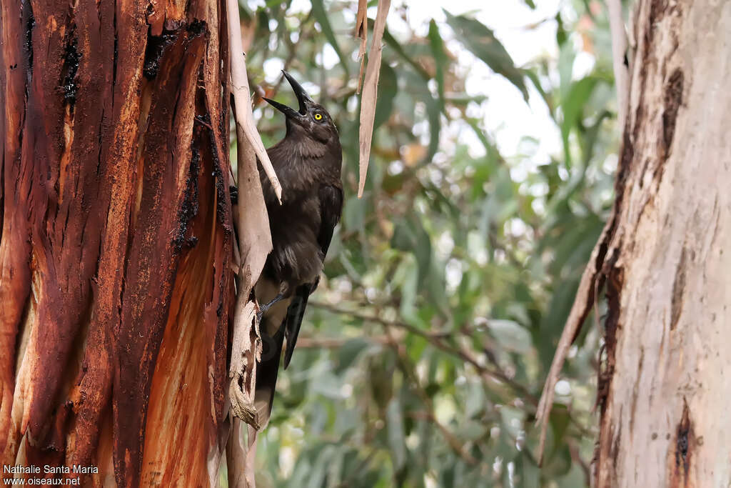 Grey Currawongadult, habitat, Behaviour