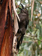 Grey Currawong