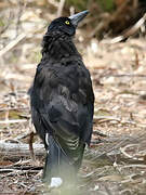 Grey Currawong