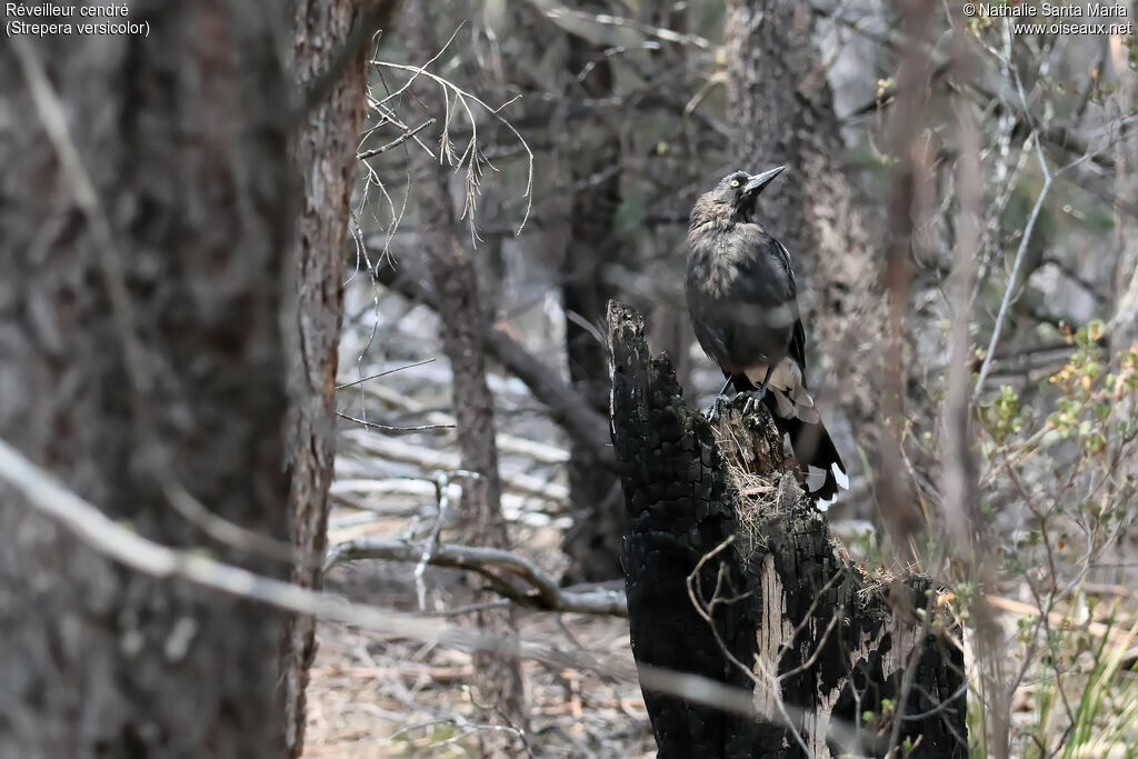 Grey Currawongadult, habitat, moulting