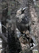 Grey Currawong