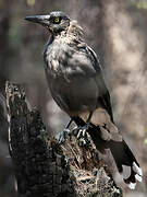 Grey Currawong