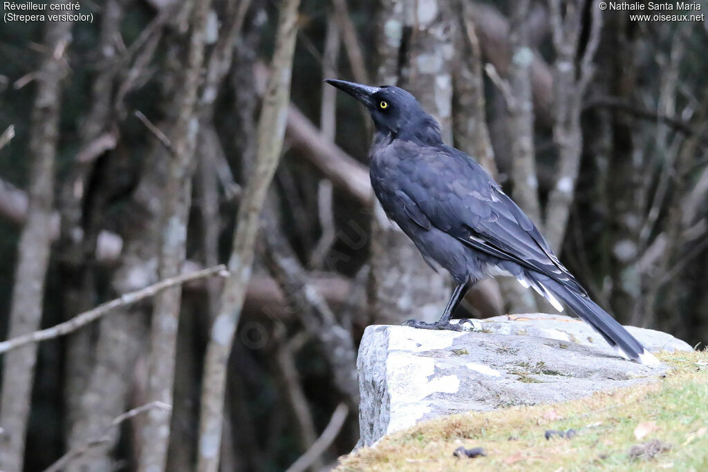 Grey Currawongadult, identification