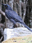 Grey Currawong