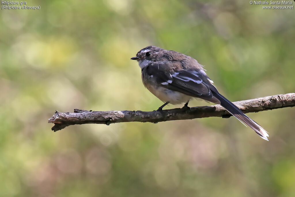 Rhipidure grisadulte, identification