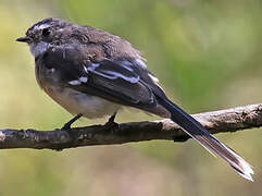 Grey Fantail