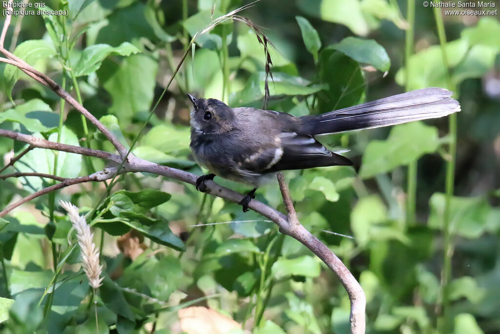 Grey Fantailimmature, habitat