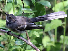 Grey Fantail