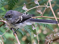 Grey Fantail