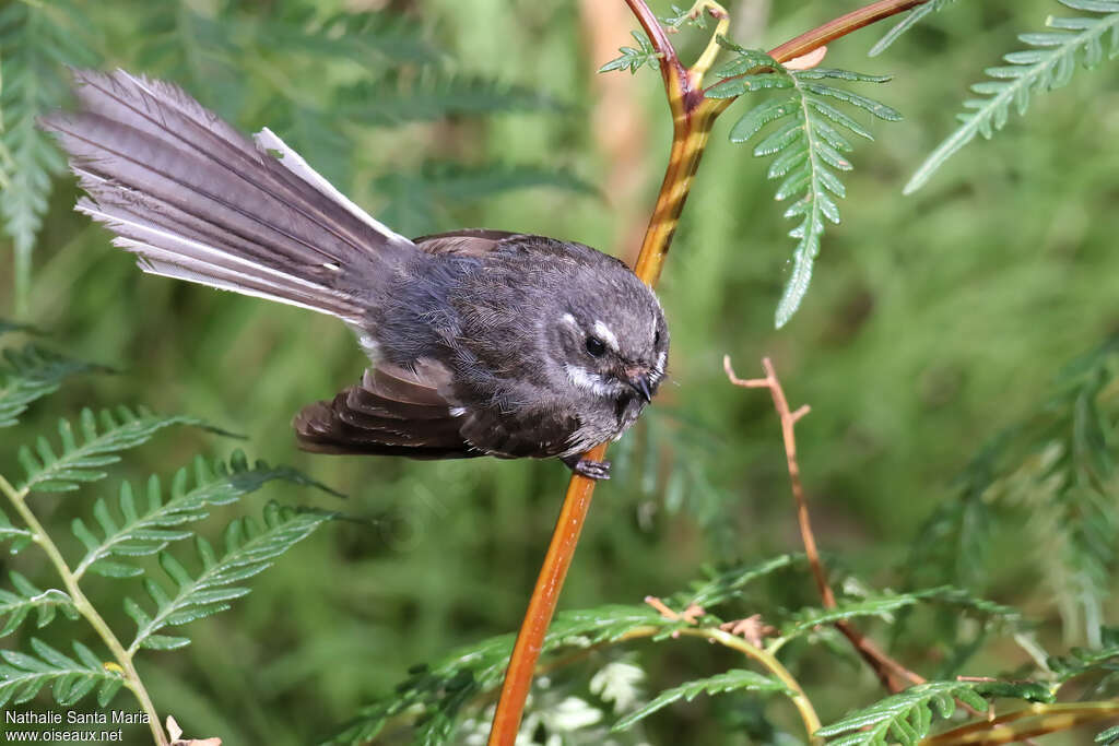 Grey Fantailimmature, Behaviour