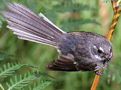 Grey Fantail