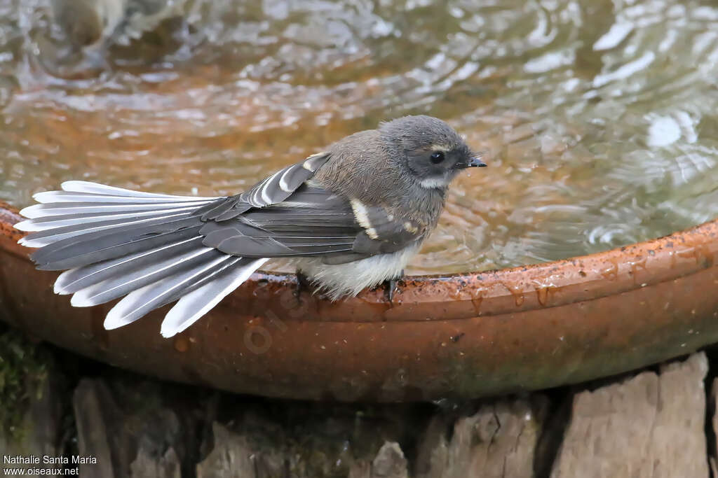 Grey Fantail, Behaviour