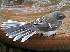 Grey Fantail