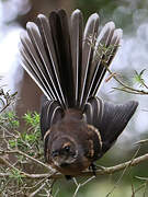 Grey Fantail