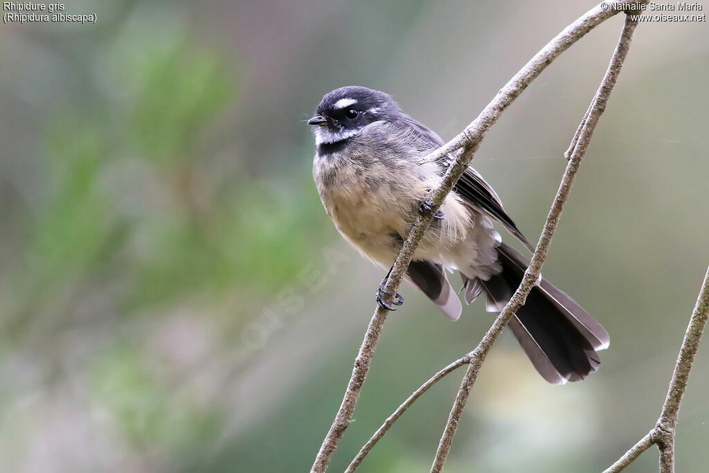 Rhipidure grisadulte, identification