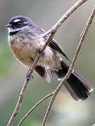 Grey Fantail