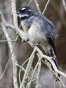 Grey Fantail