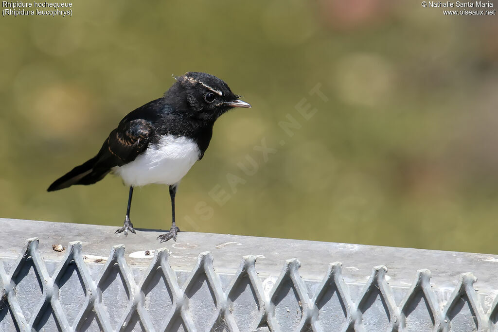 Willie Wagtailadult, identification