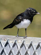 Willie Wagtail