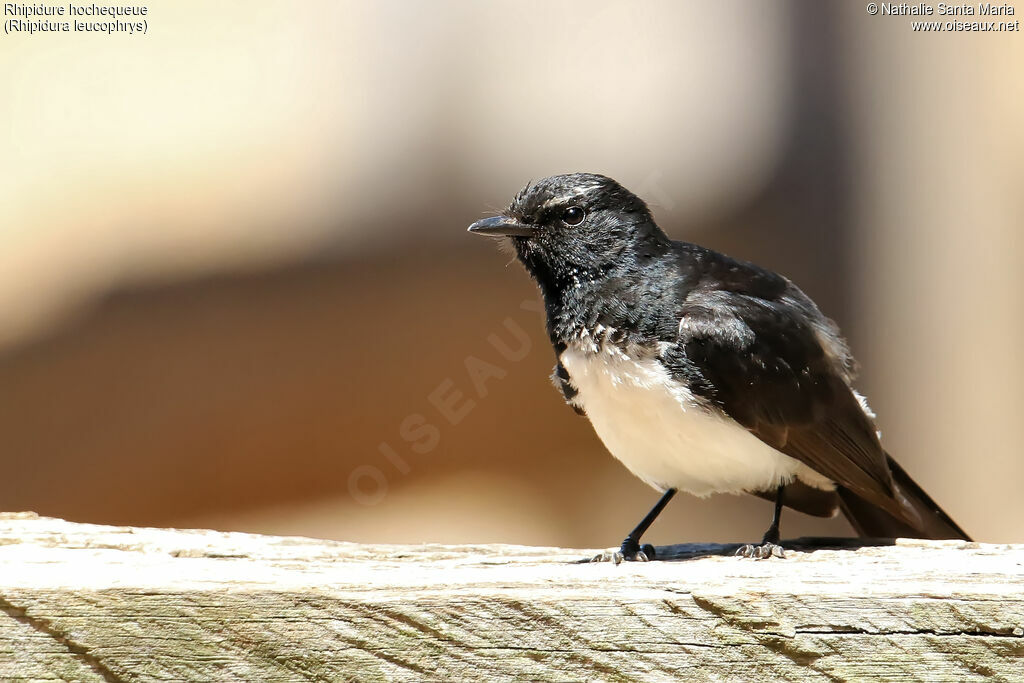 Willie Wagtailadult, identification