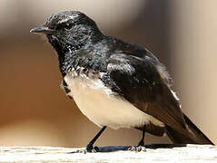 Willie Wagtail