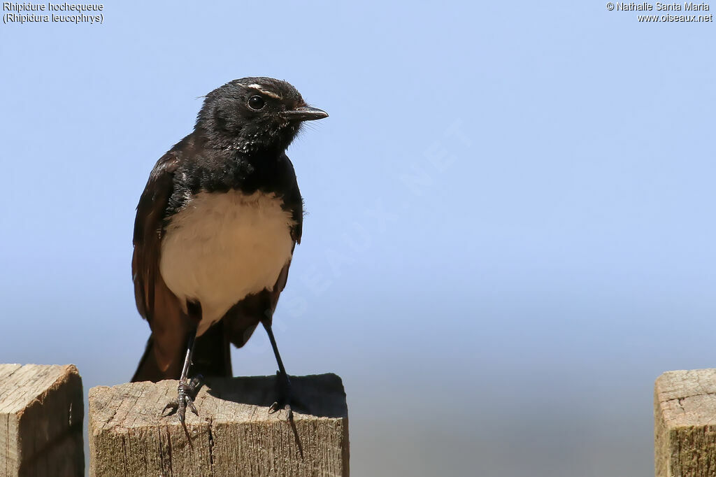 Willie Wagtailadult, identification