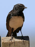 Willie Wagtail