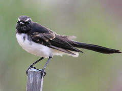 Willie Wagtail