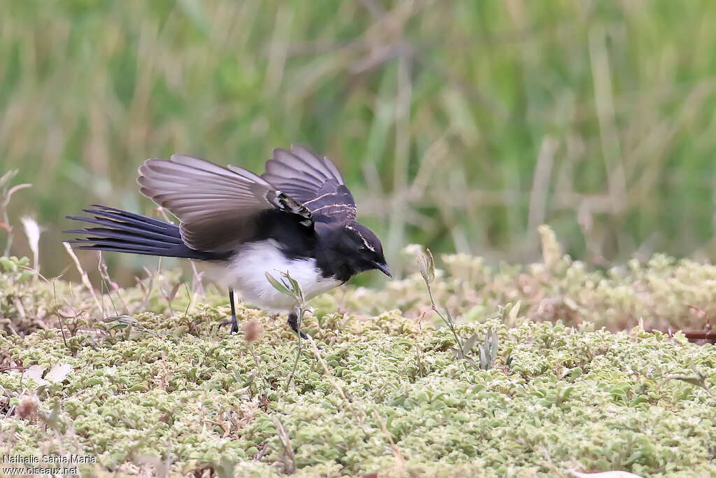 Willie Wagtailadult, fishing/hunting, Behaviour