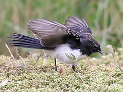 Willie Wagtail