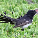 Rhipidure hochequeue