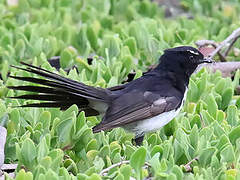 Willie Wagtail