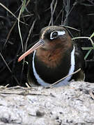 Greater Painted-snipe