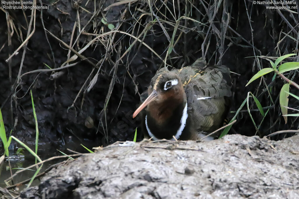 Rhynchée peinte femelle adulte, identification, habitat