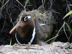 Greater Painted-snipe