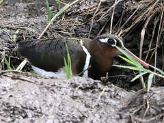 Greater Painted-snipe