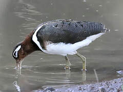 Greater Painted-snipe