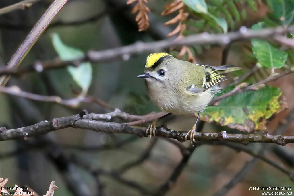 Goldcrestadult, identification