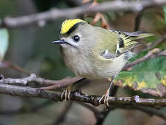 Goldcrest