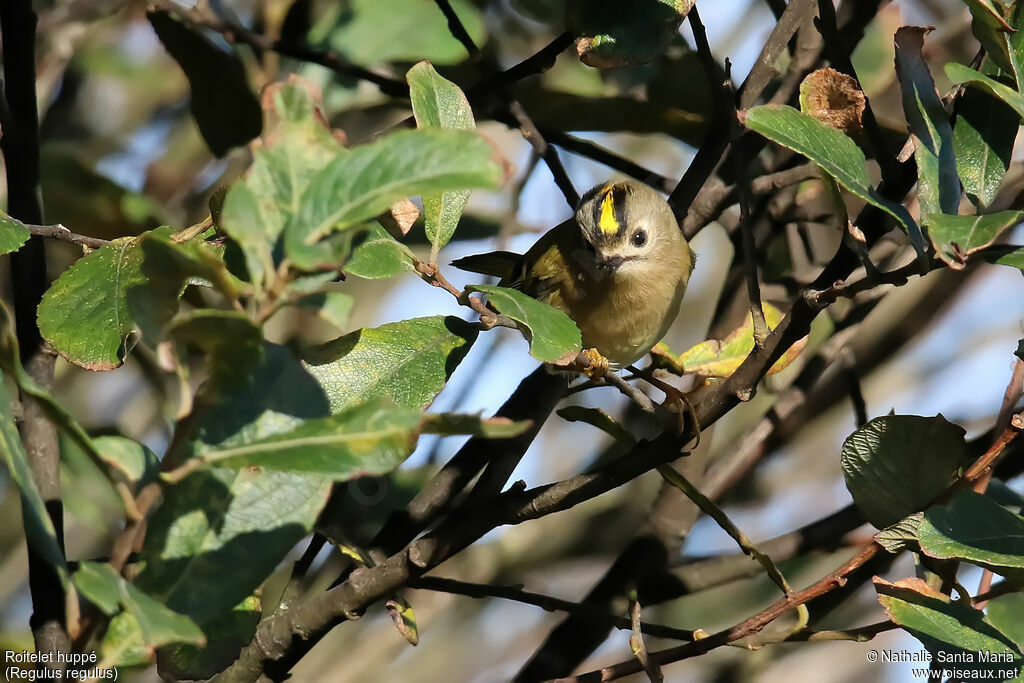 Goldcrestadult, identification