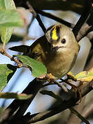 Goldcrest