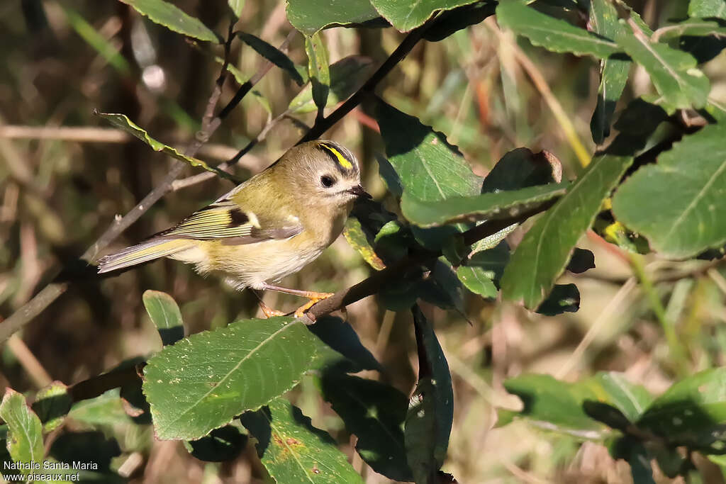 Goldcrest female adult, identification