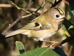 Goldcrest